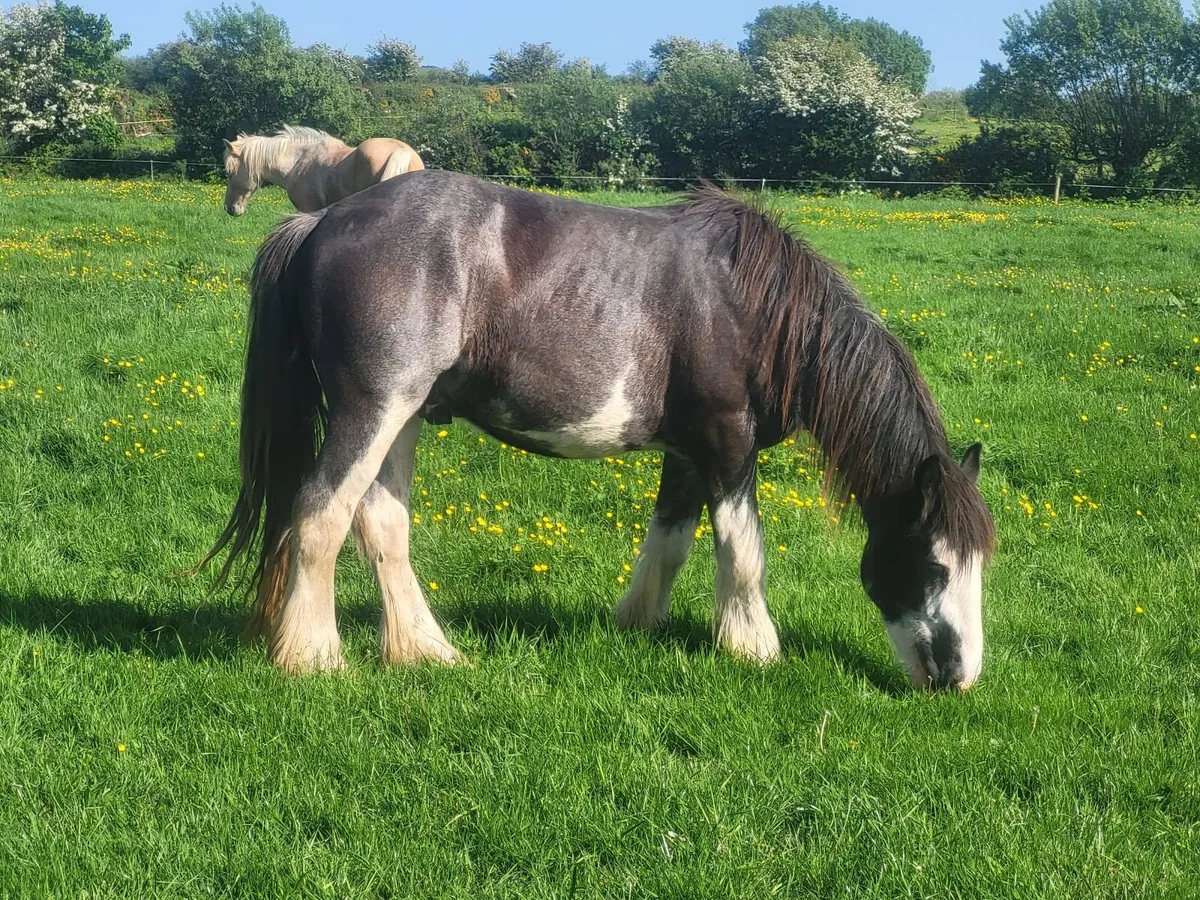 Two 2yr old colts - Image 4