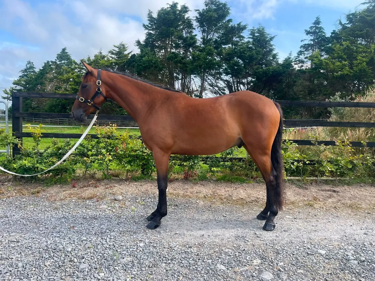 4 year old gelding 15.2 - Image 2