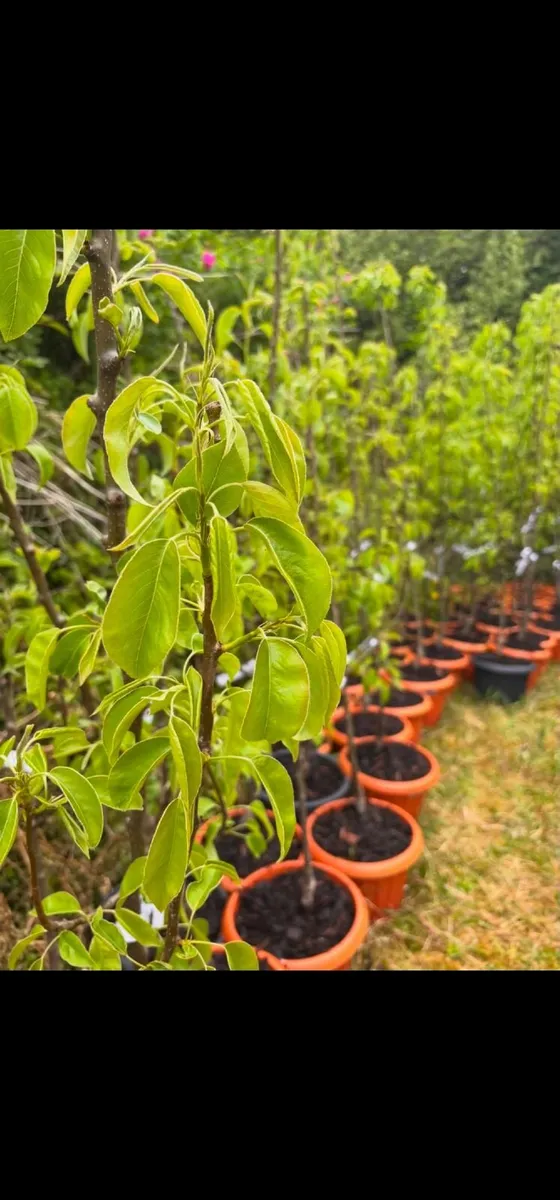 Premium Fruit Trees (Pear, Plum & Cherry) – Instan - Image 2
