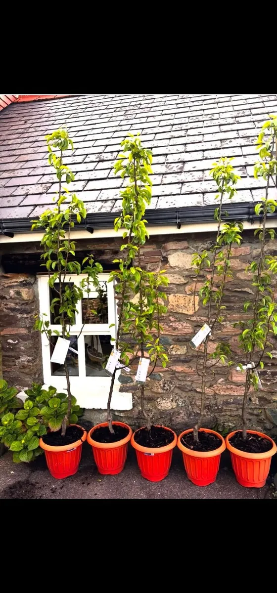 Premium Fruit Trees (Pear, Plum & Cherry) – Instan - Image 1