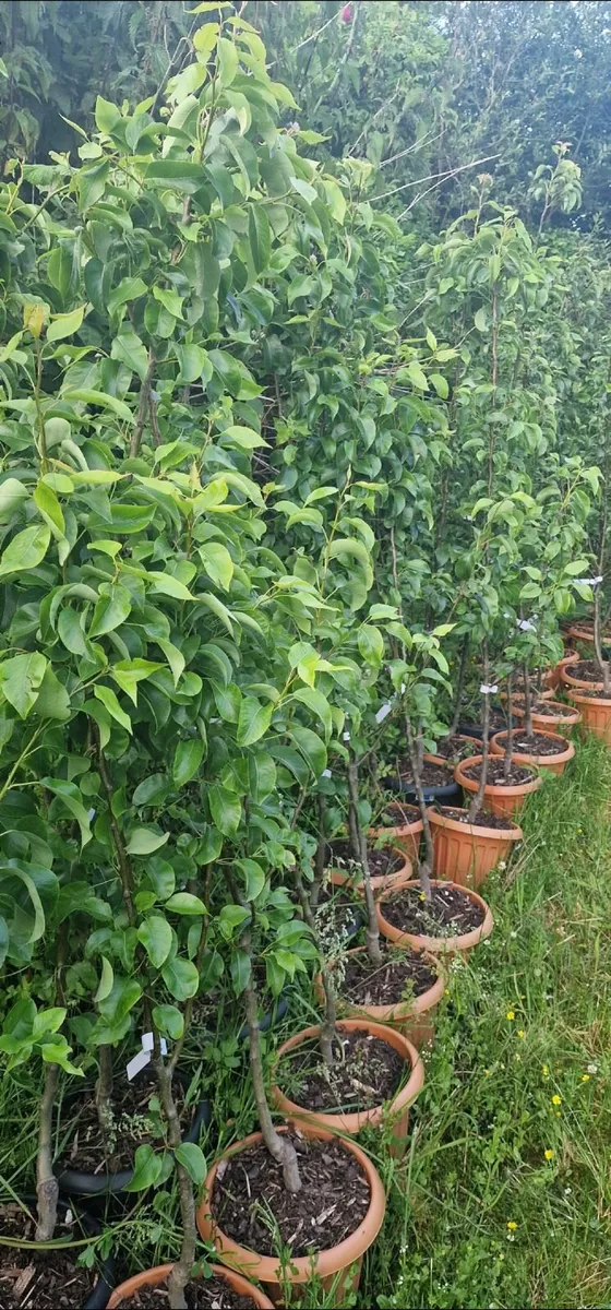 Premium Fruit Trees (Pear, Plum & Cherry) – Instan - Image 3
