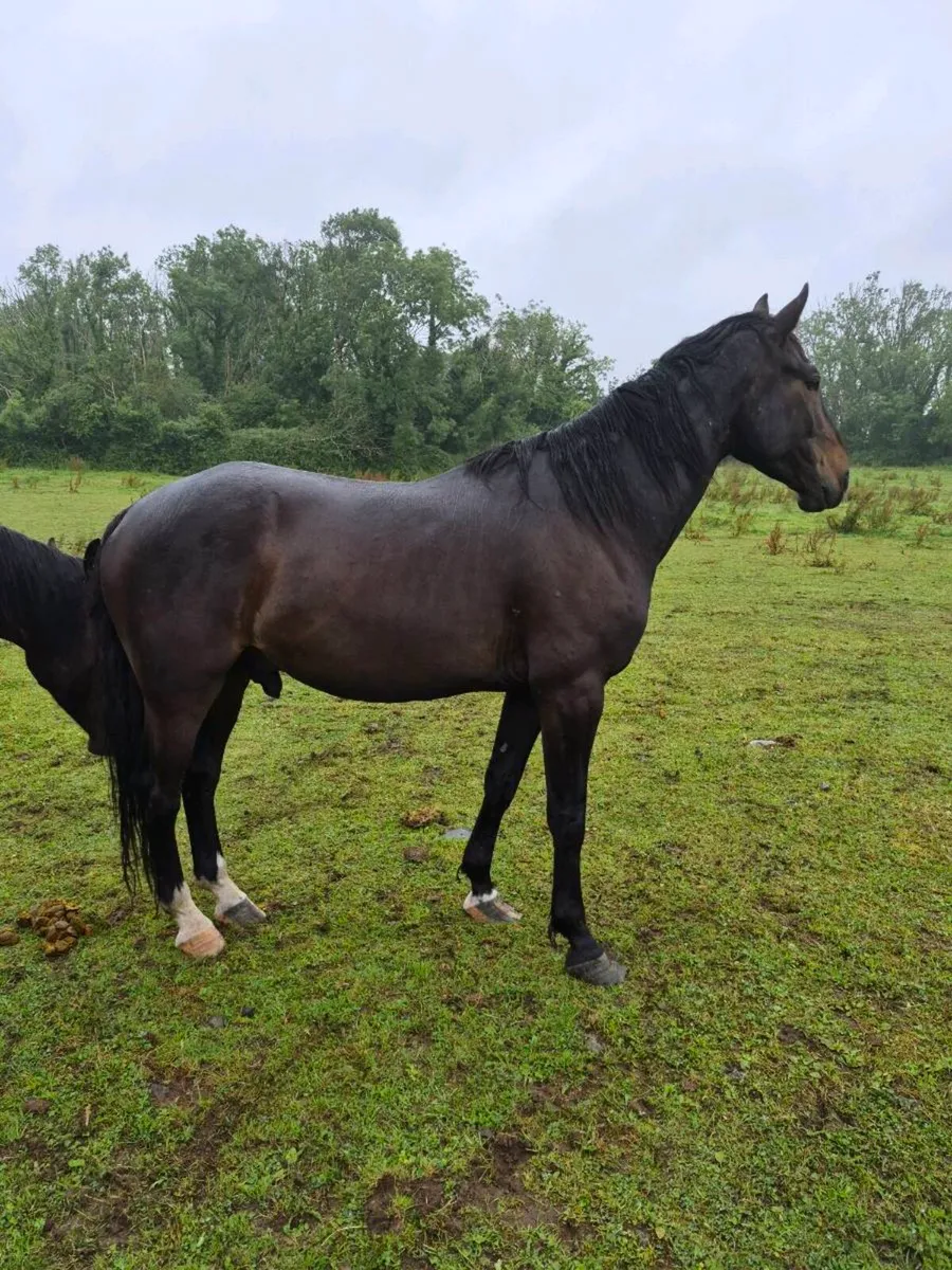 Horse - Image 2