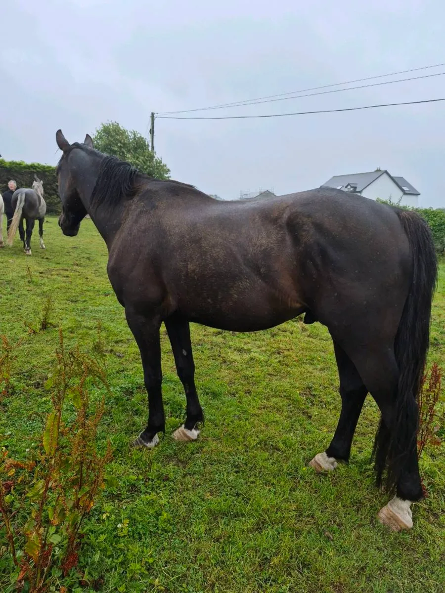 Horse - Image 4