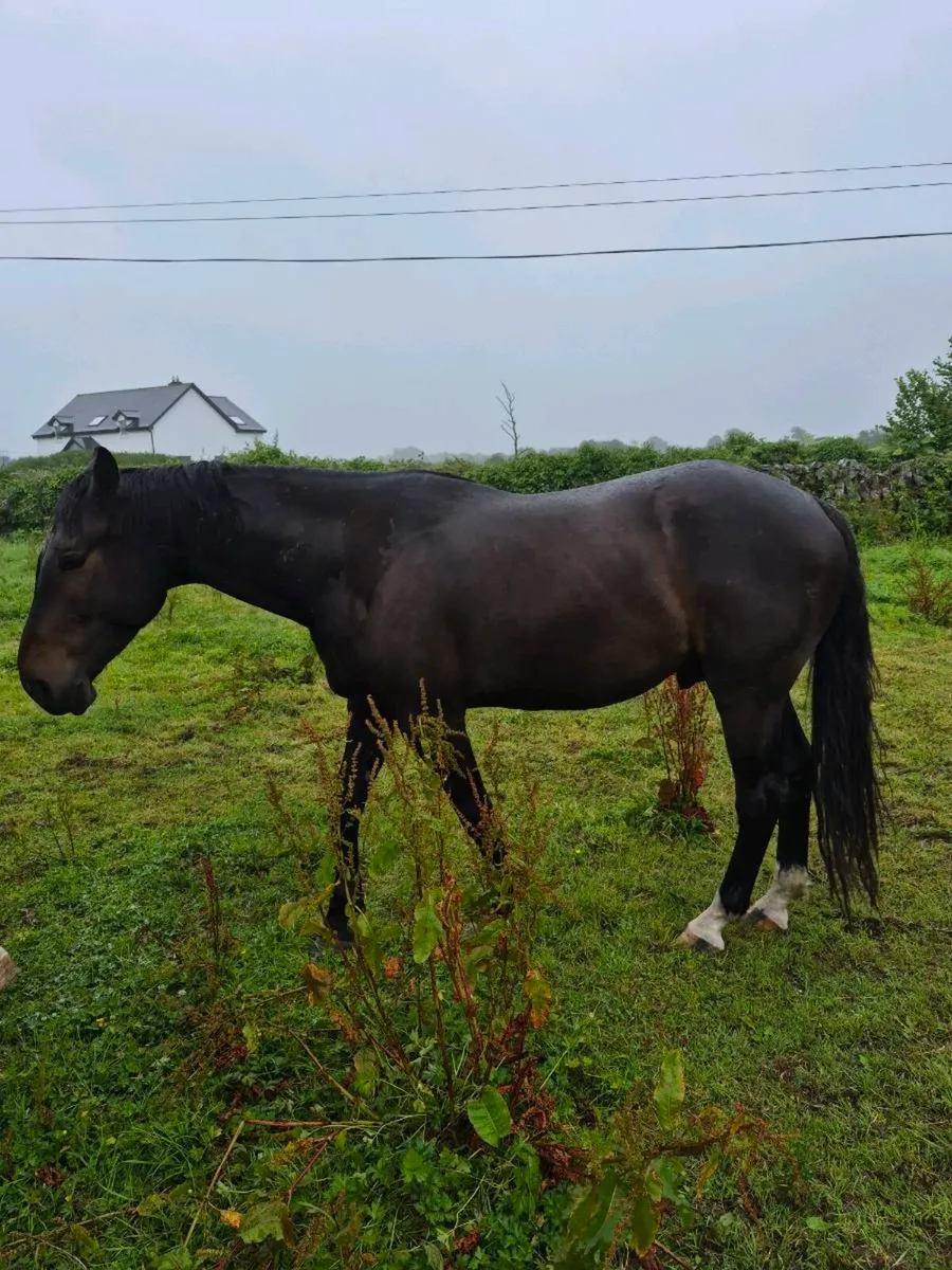 Horse - Image 3
