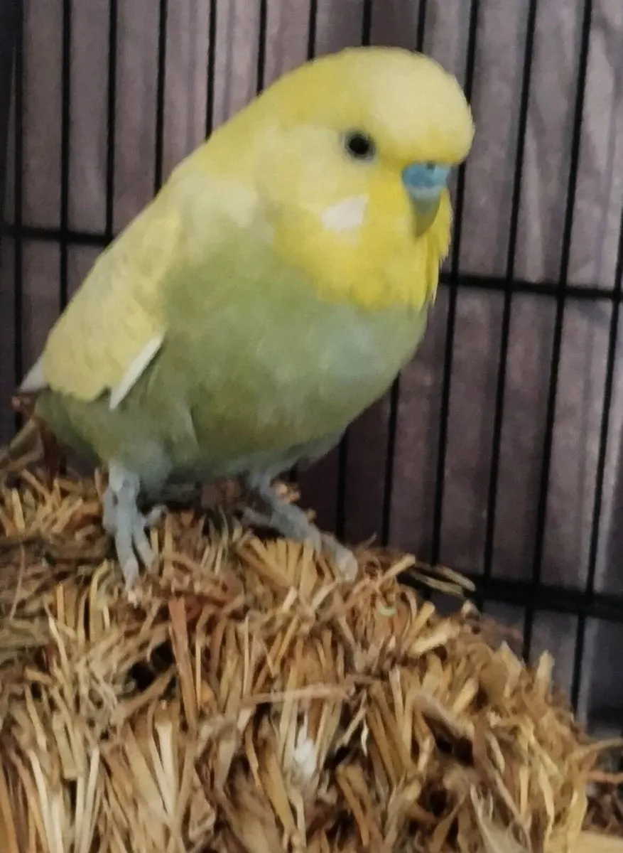 Budgie friendly male - Image 2