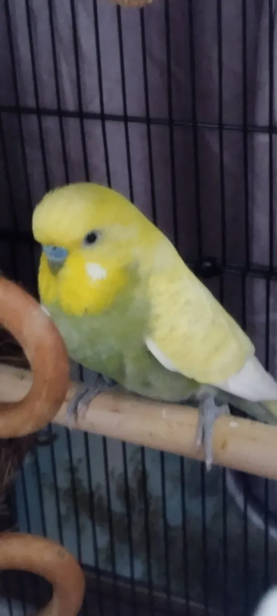 Budgie friendly male - Image 3
