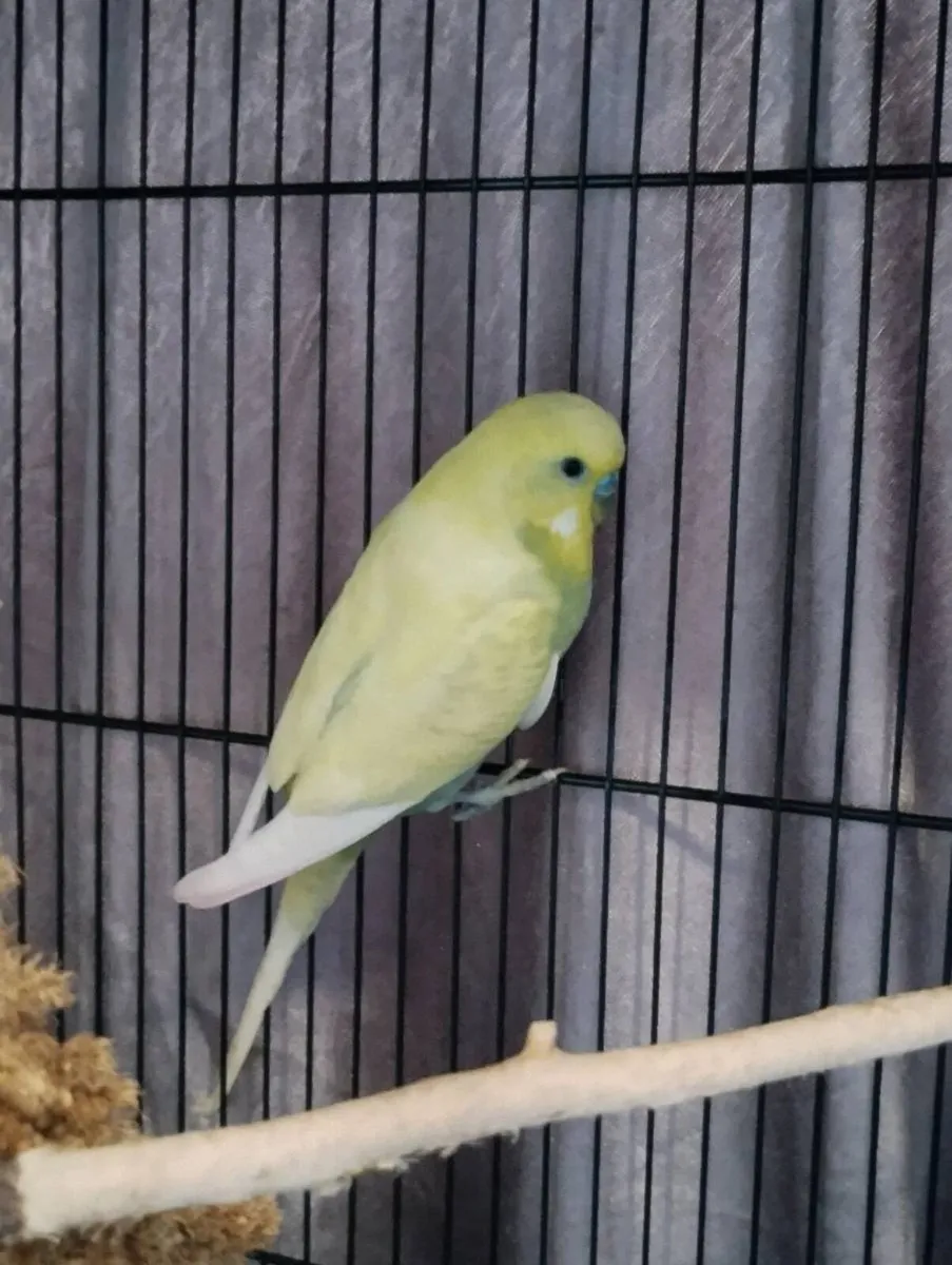 Budgie friendly male - Image 4
