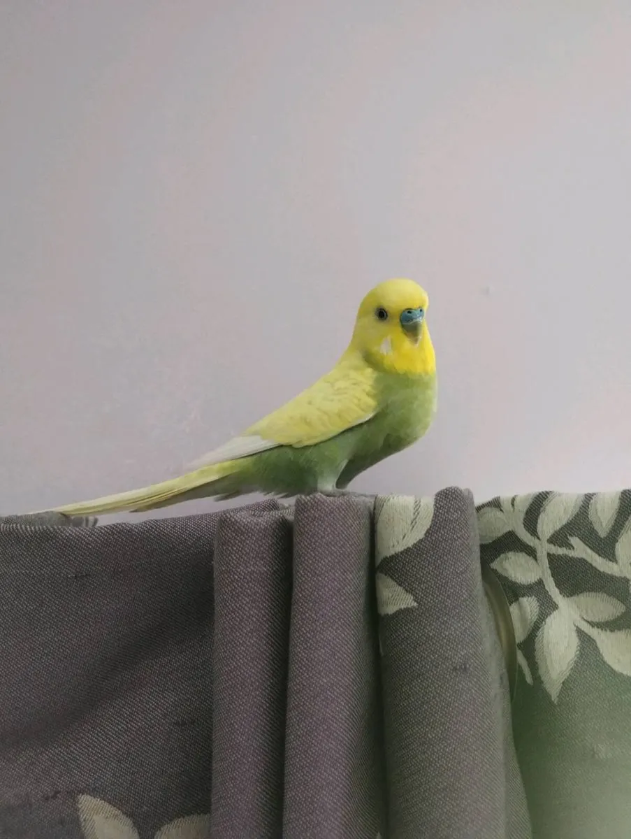 Budgie friendly male - Image 1