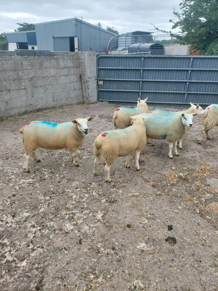 Texel Ewe lambs - Image 2