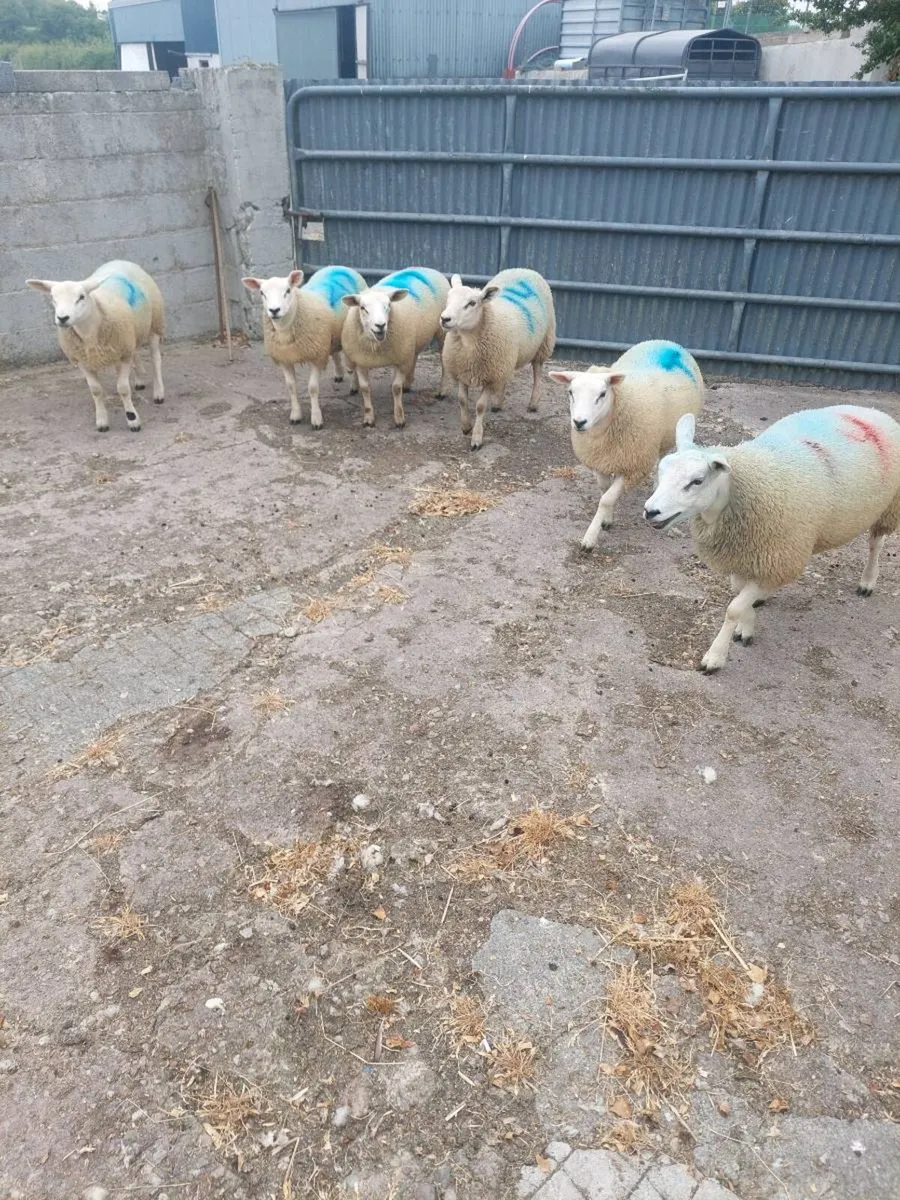 Texel Ewe lambs - Image 1