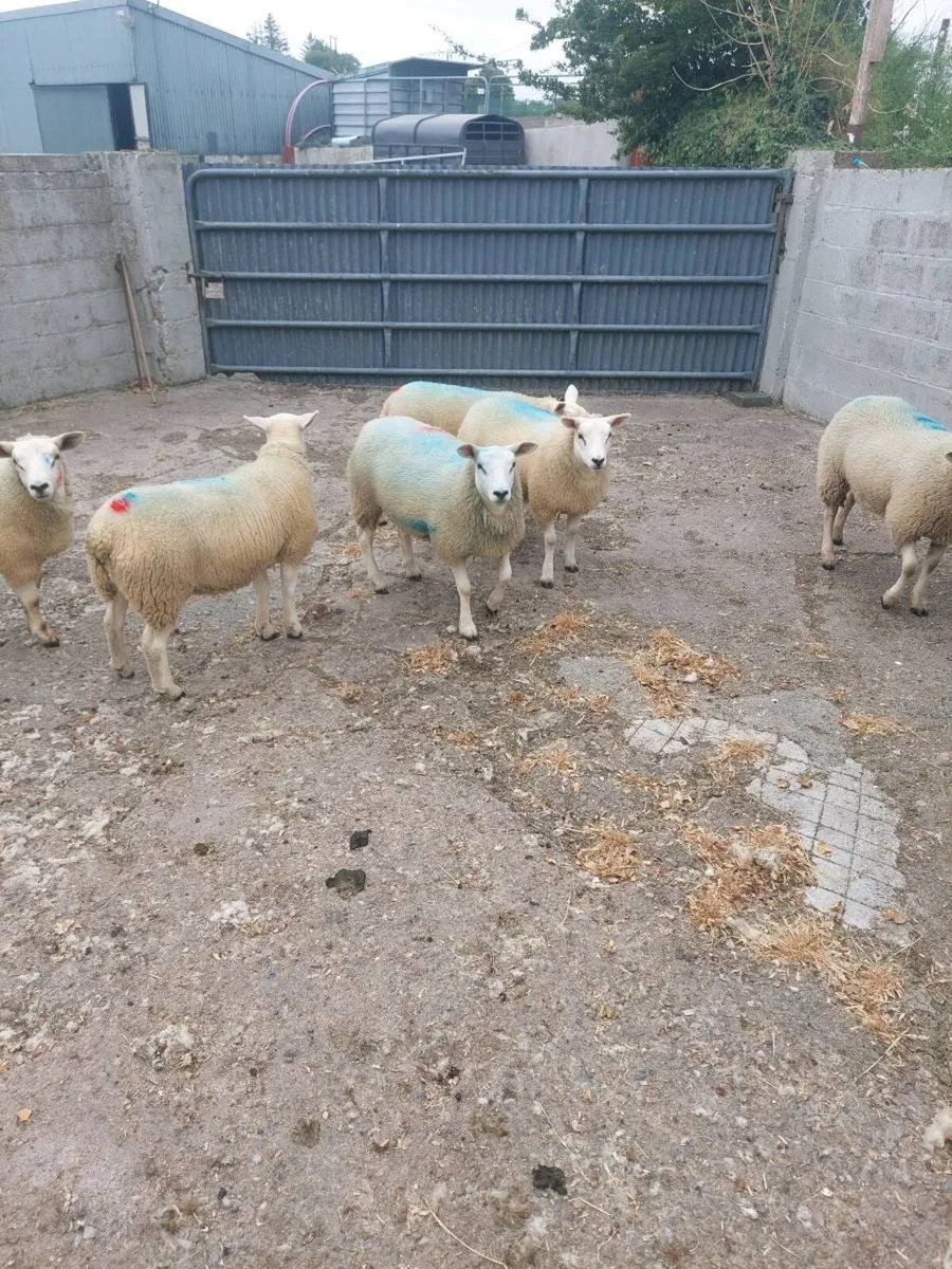 Texel Ewe lambs - Image 3