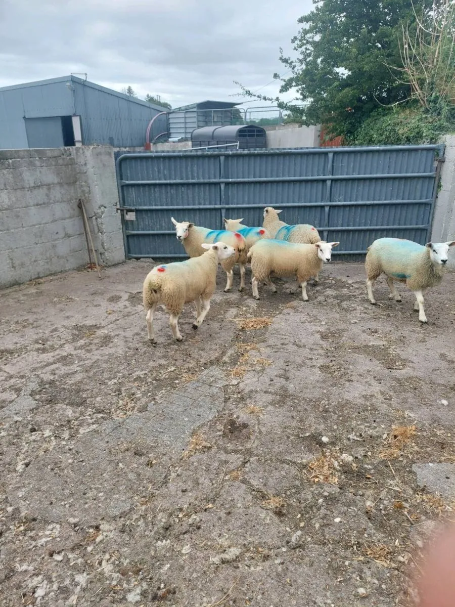 Texel Ewe lambs - Image 4