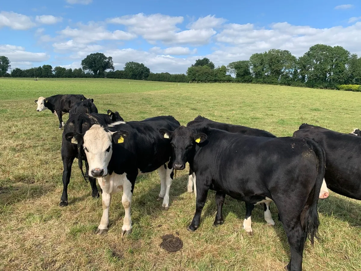 22 AA & HE Heifers, approx 450kgs - Image 4