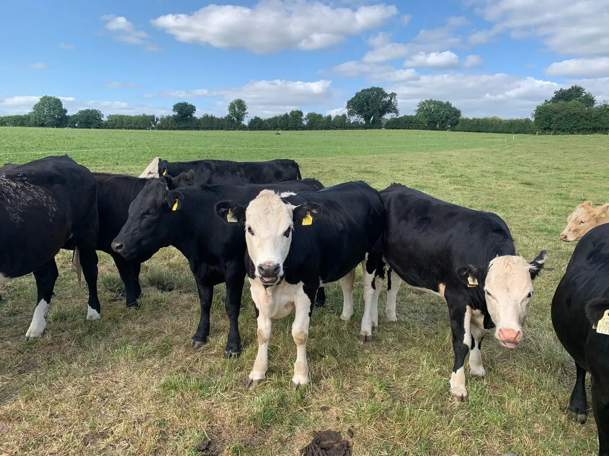 22 AA & HE Heifers, approx 450kgs - Image 2