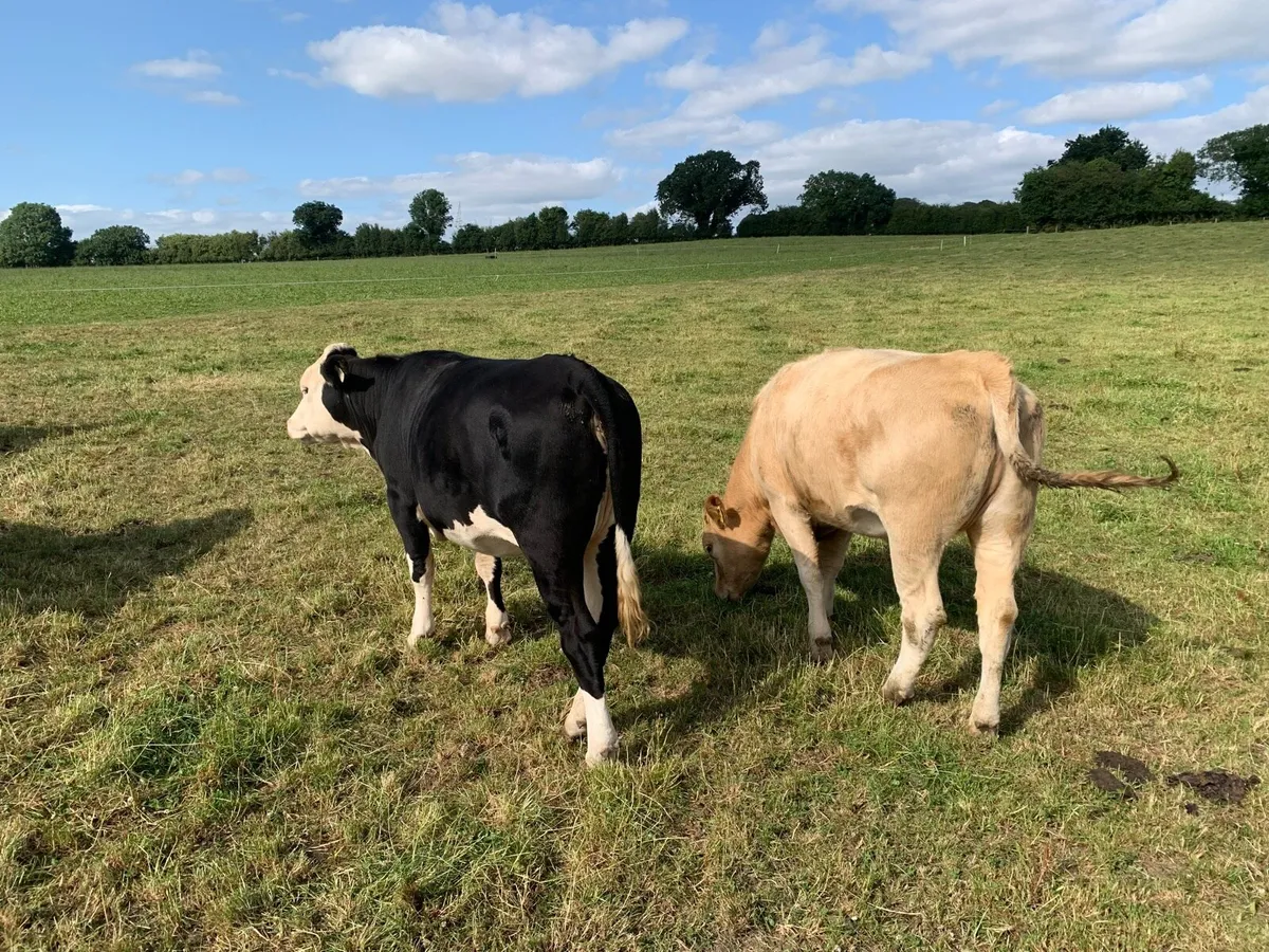 22 AA & HE Heifers, approx 450kgs - Image 3