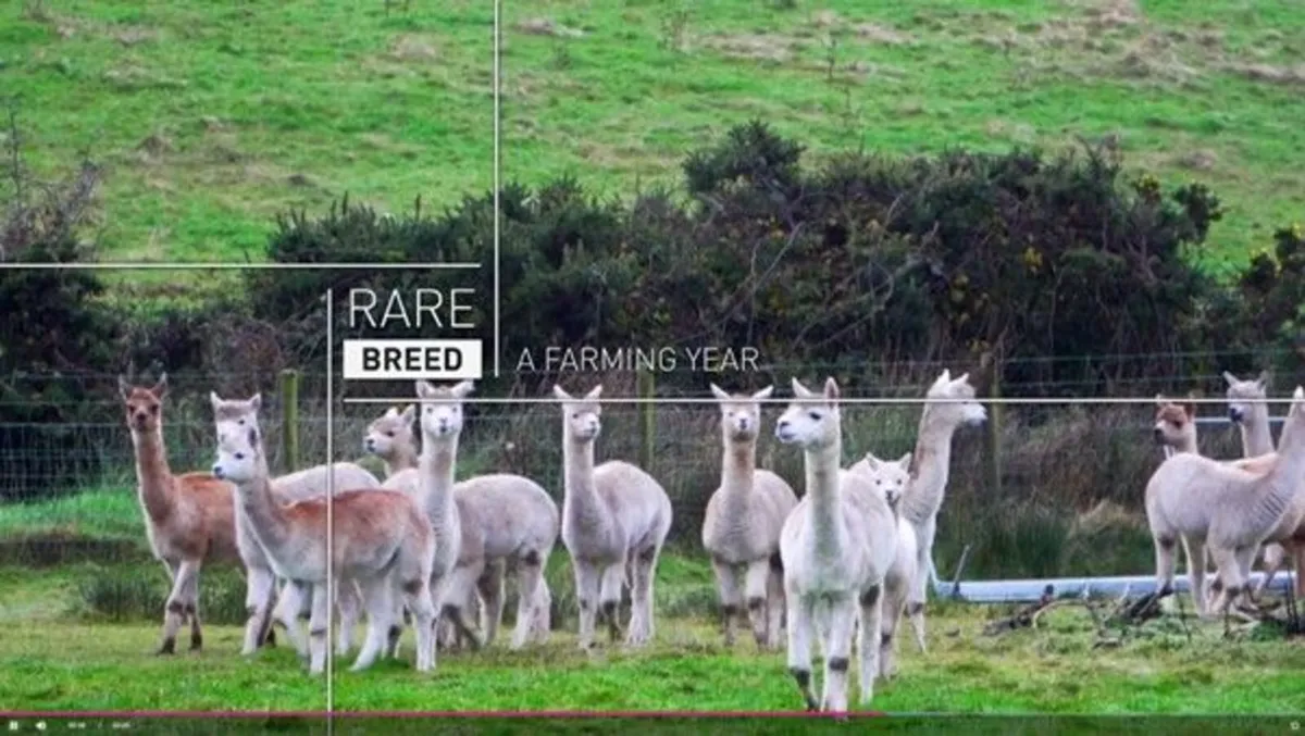 Alpacas - AUG 26 certified FREE TO ATTEND training - Image 4