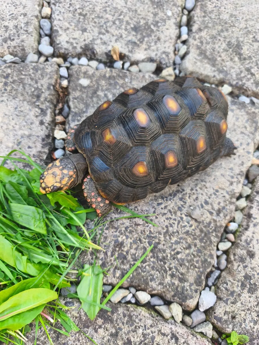 Tortoise red foot male - Image 1