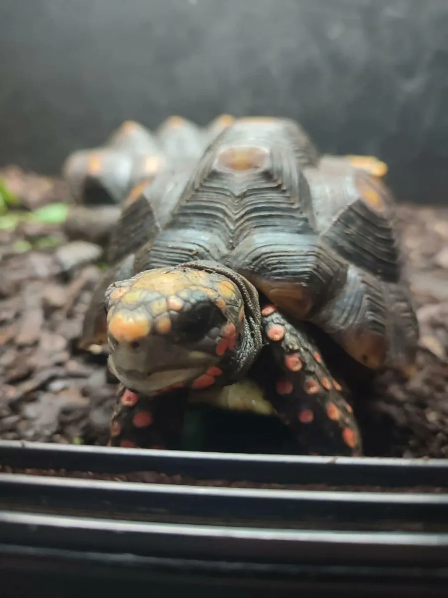 Tortoise red foot male - Image 2