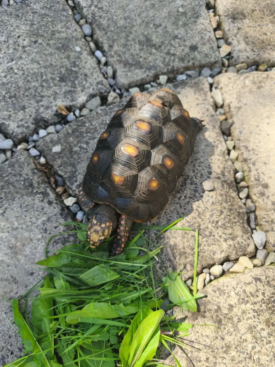 Tortoise red foot male - Image 3