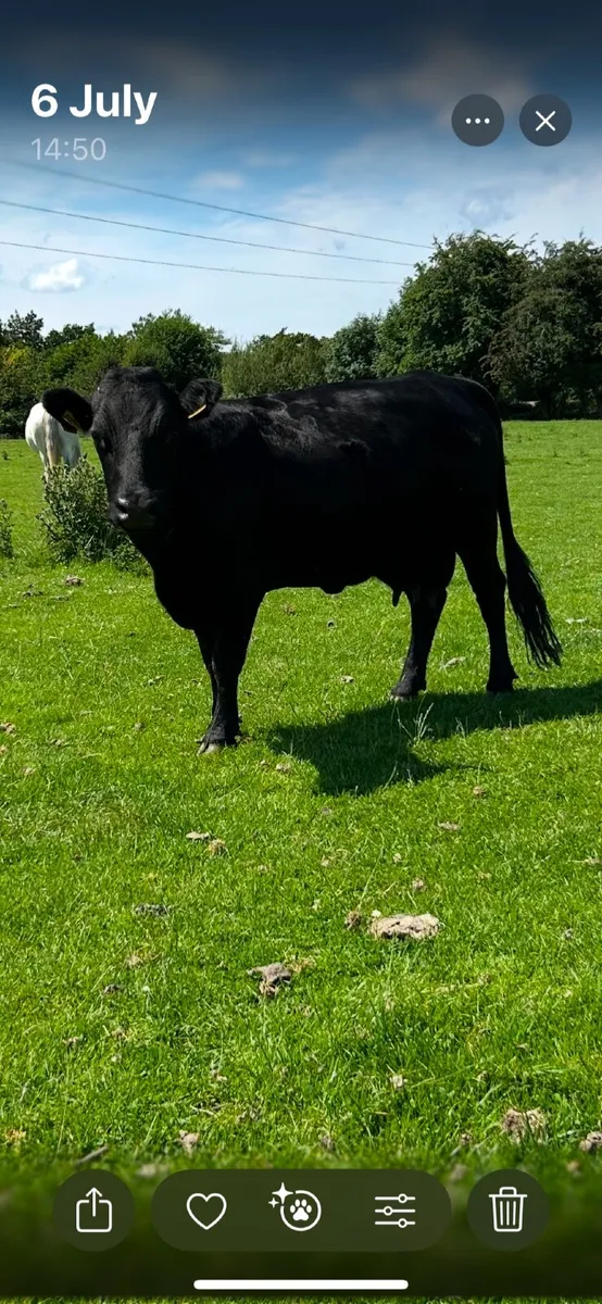 Dexter cows and calves - Image 2