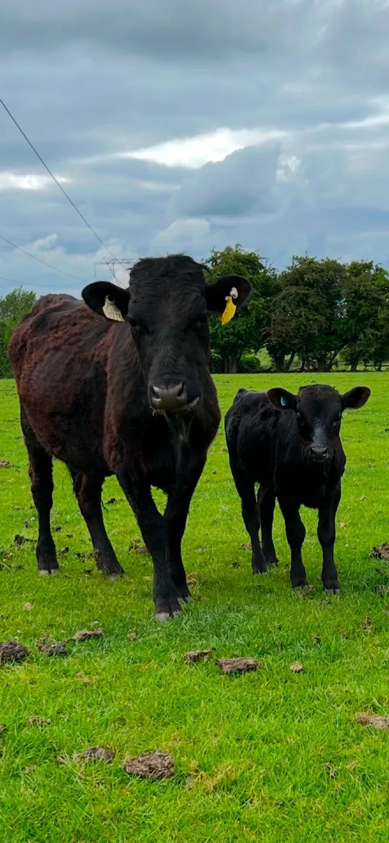 Dexter cows and calves - Image 3