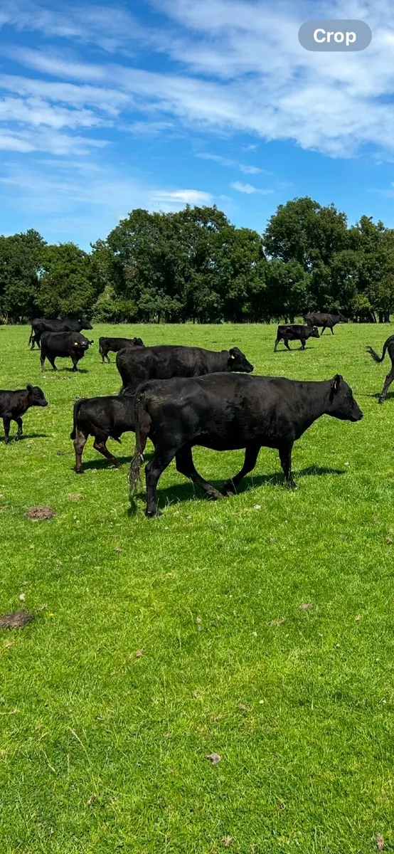Dexter cows and calves - Image 4