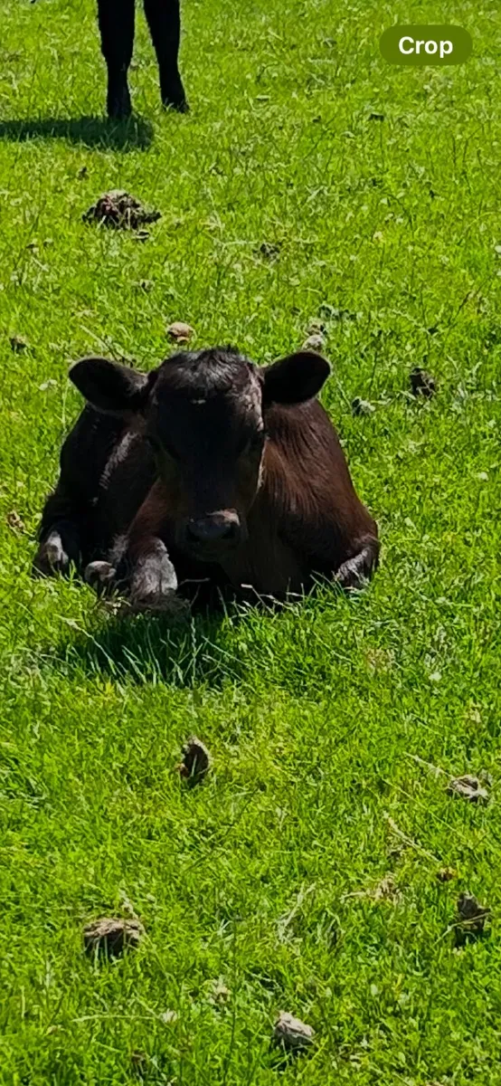 Dexter cows and calves - Image 1