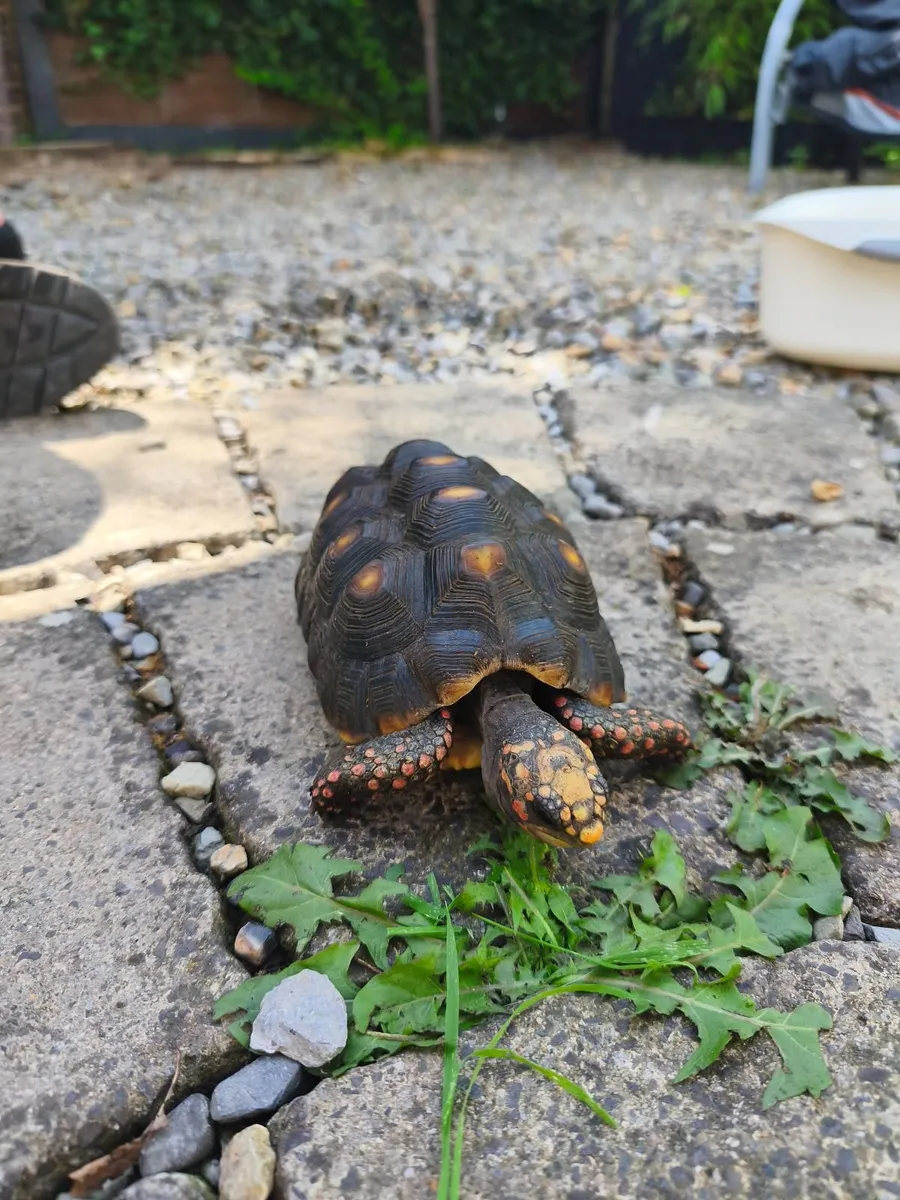 Tortoise red foot male - Image 4