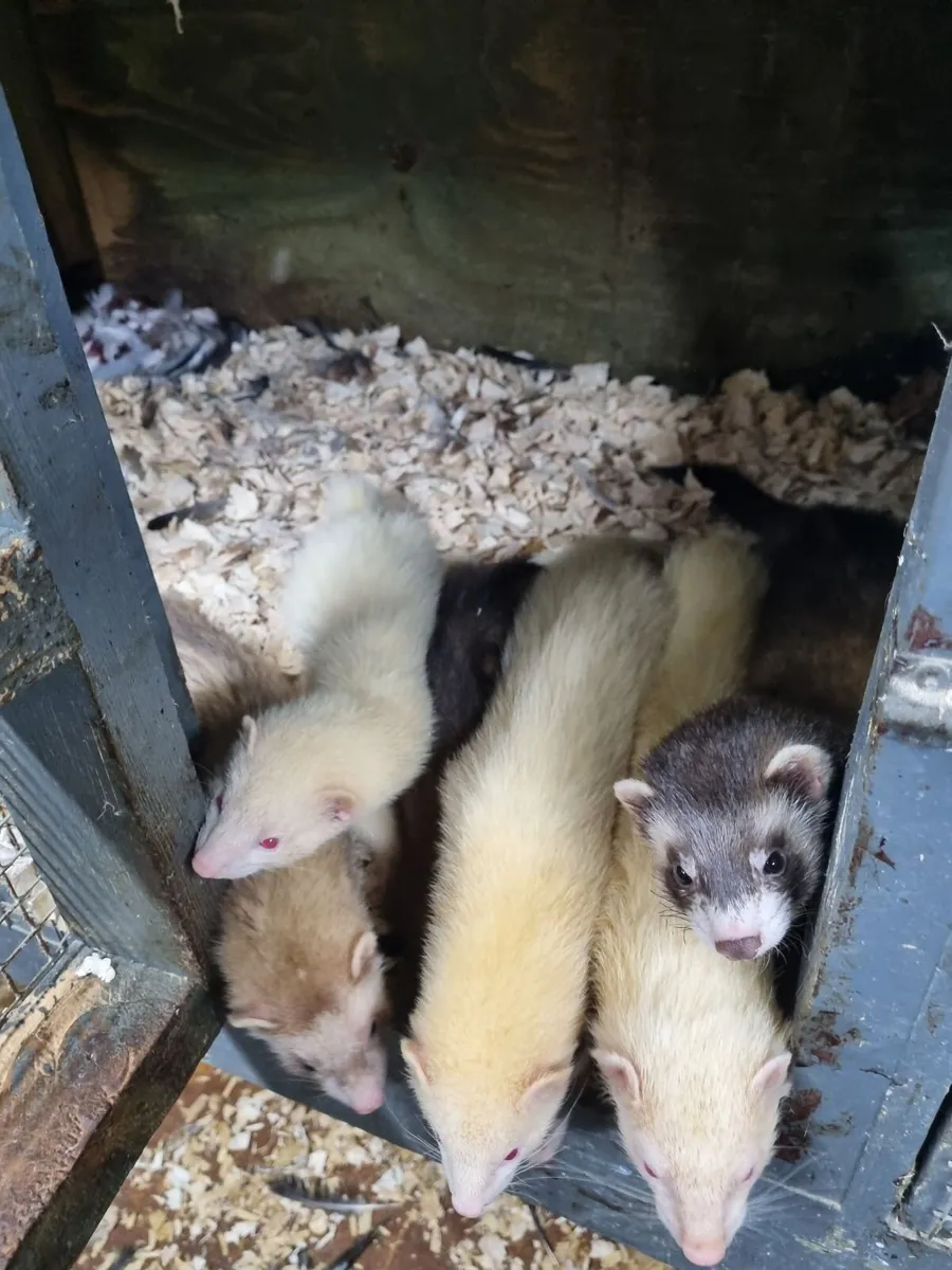 Ferrets - Image 1