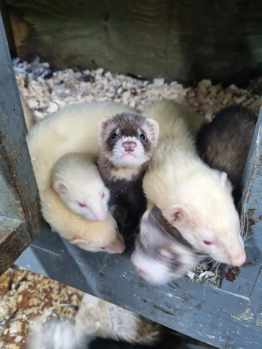 Ferrets - Image 2