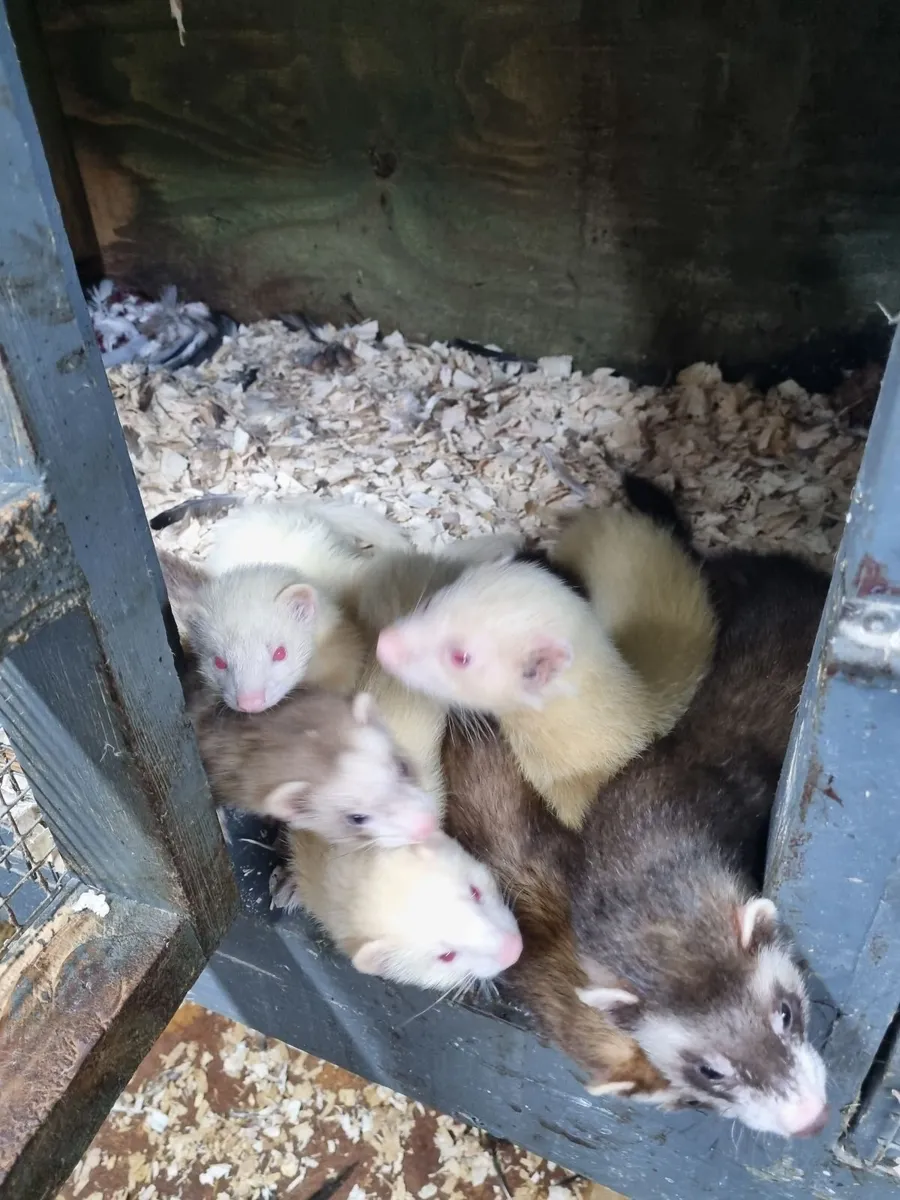 Ferrets - Image 3