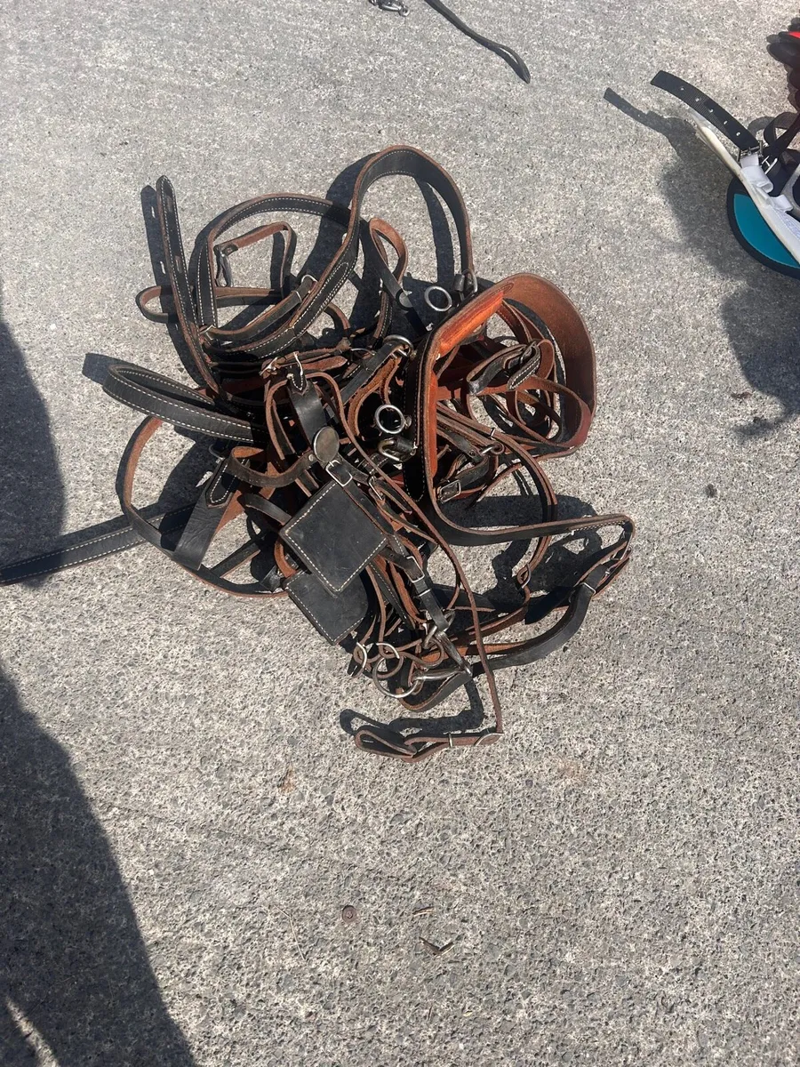 Pony harness