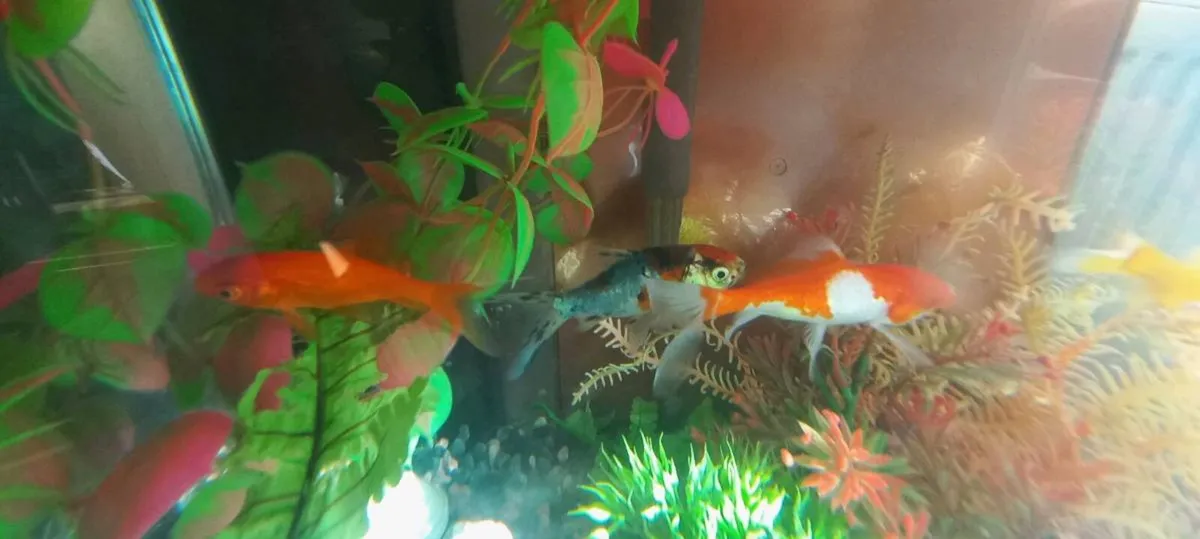 Fluval Edge, Burnt Orange 2.0 23L Aquarium … - Image 1