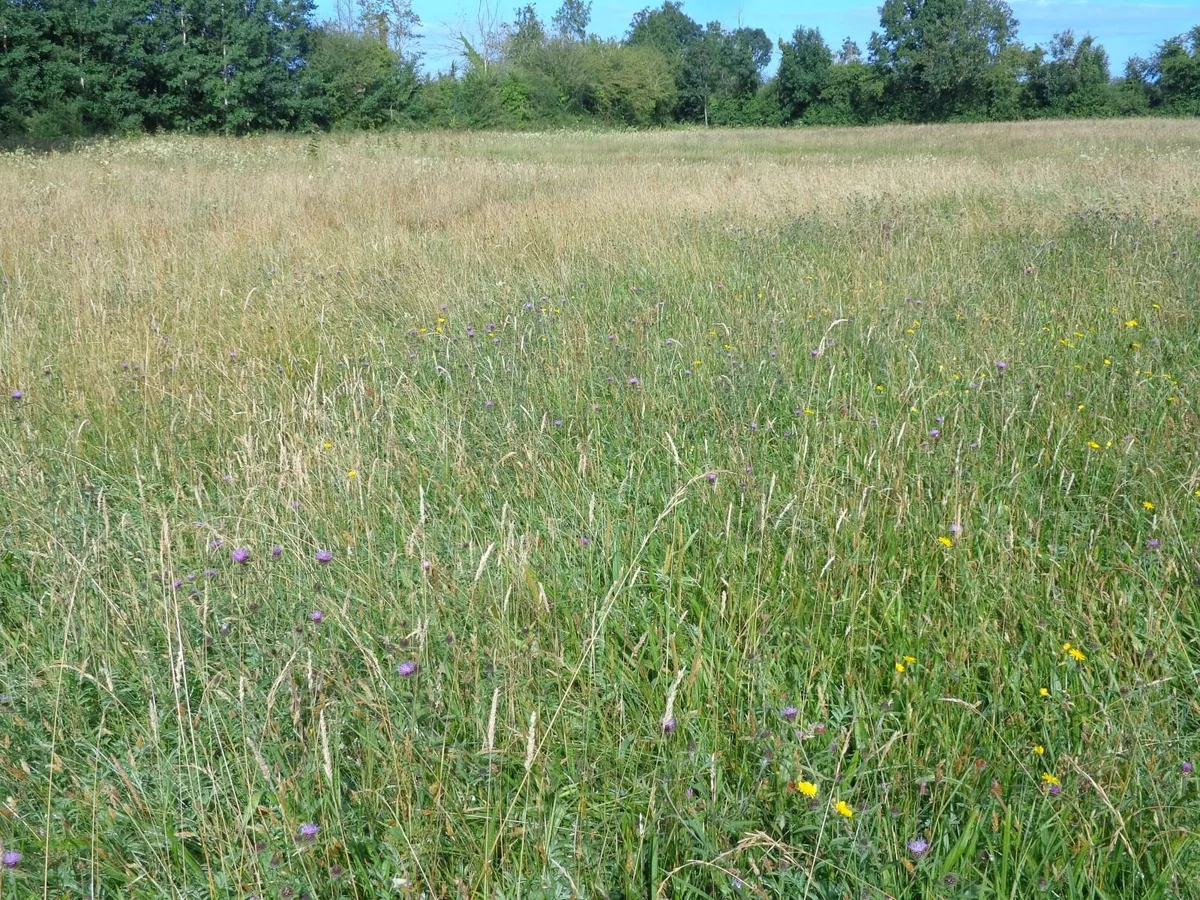 meadow - Image 1