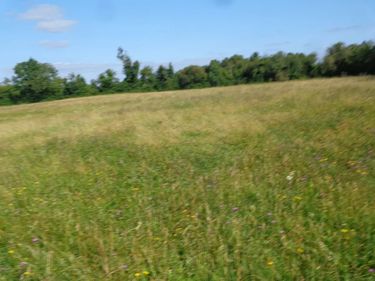 meadow - Image 2