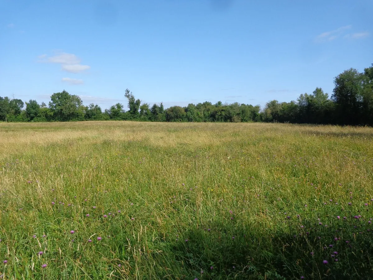 meadow - Image 3