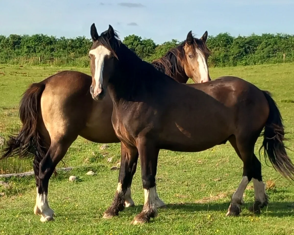 GELDINGS - Image 1