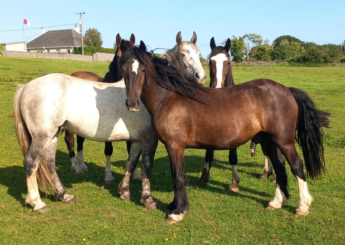 GELDINGS - Image 2