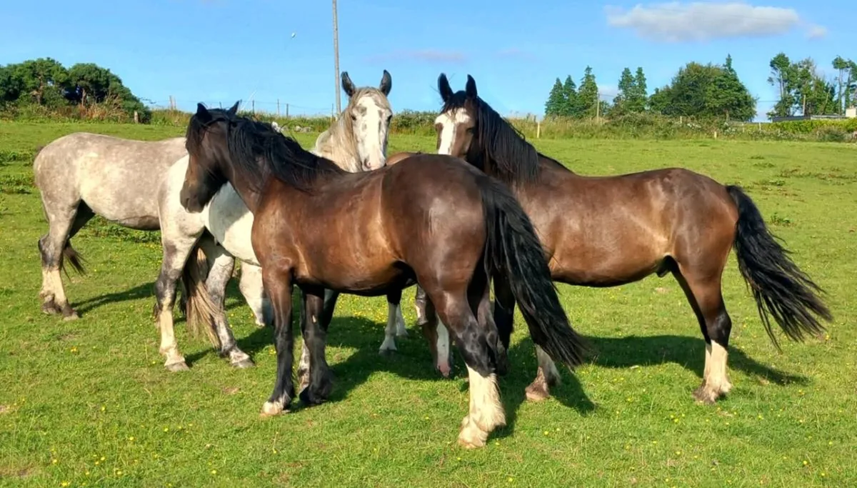 GELDINGS - Image 3