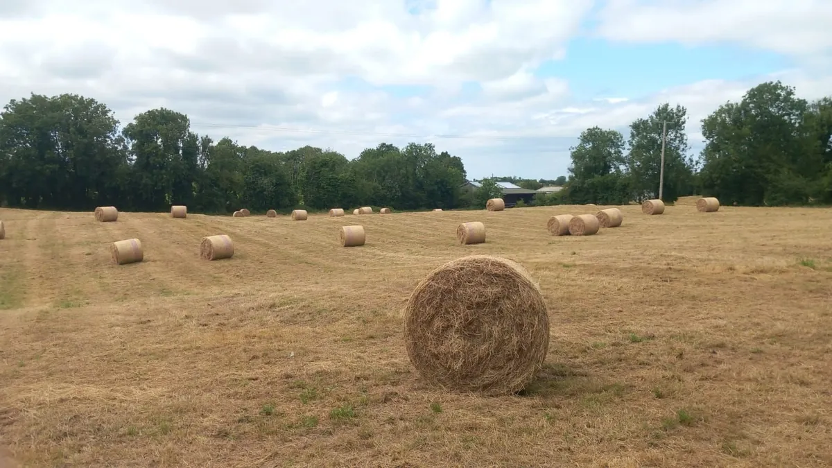 Hay bales for sale - Image 1