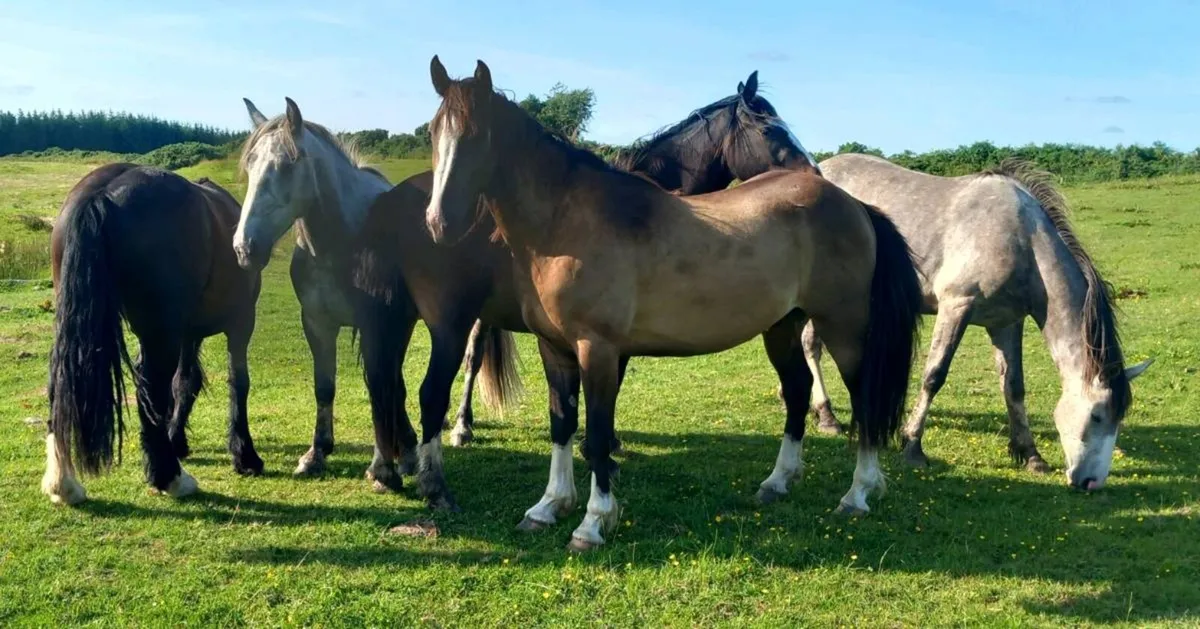 GELDINGS - Image 4