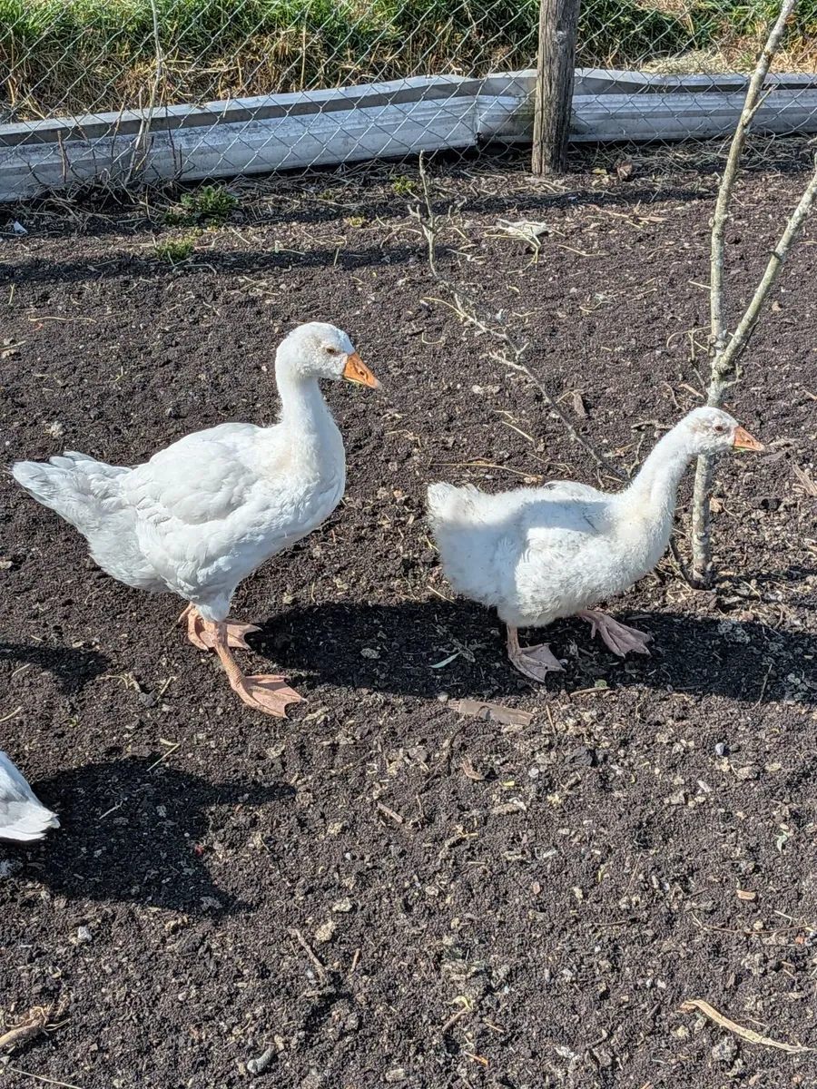 Goslings - Image 2
