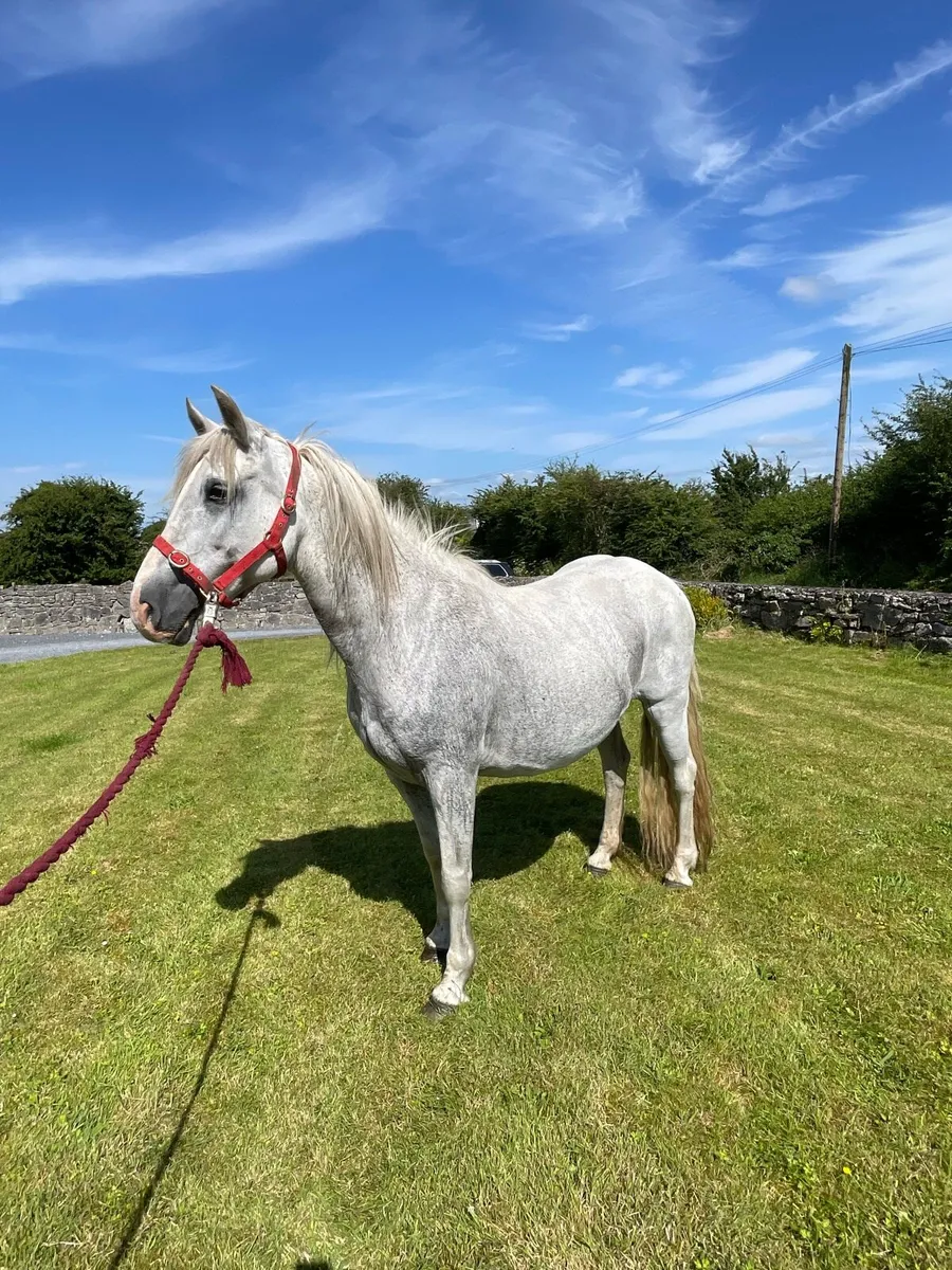 Connemara mare - Image 1