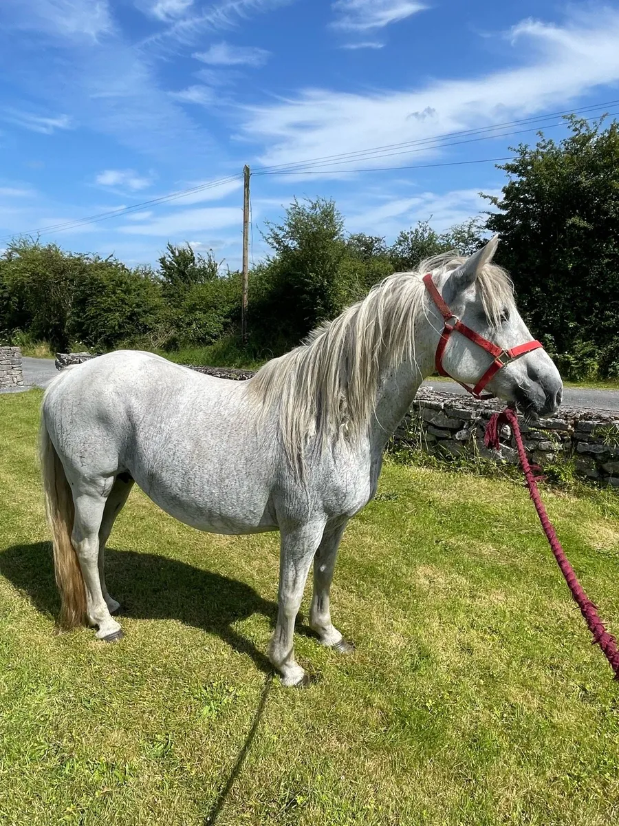 Connemara mare - Image 2