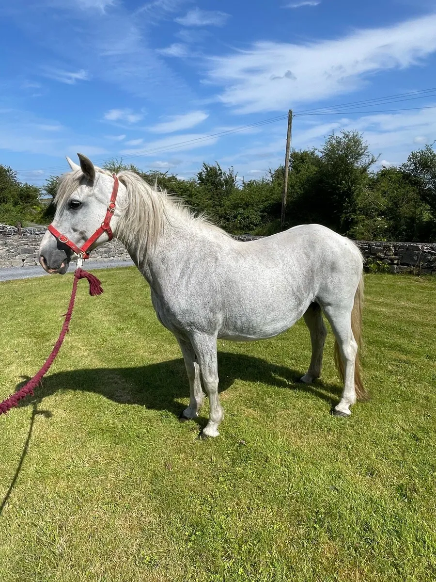 Connemara mare - Image 3