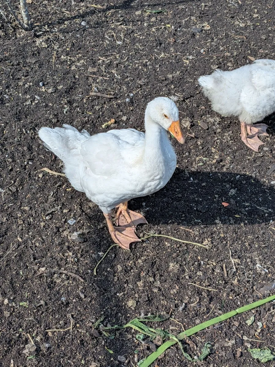 Goslings - Image 1