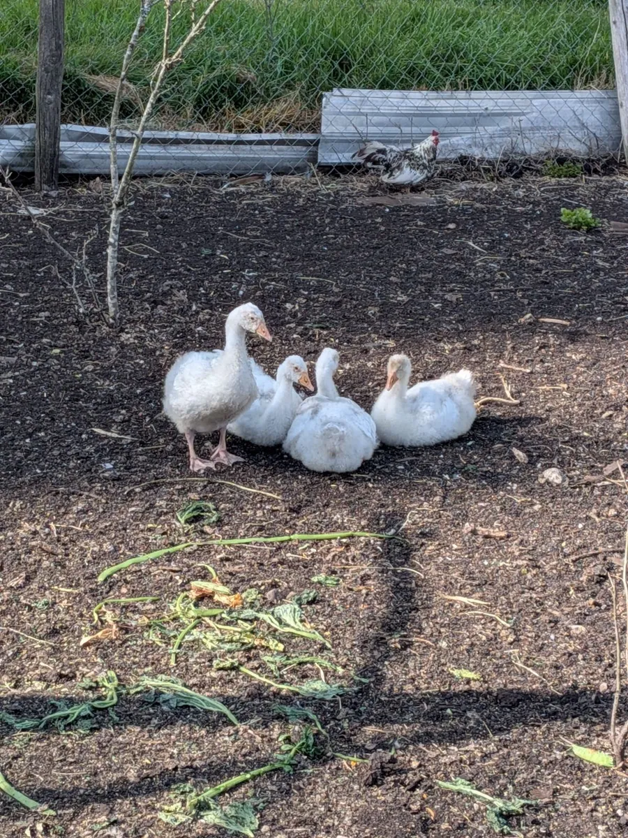 Goslings - Image 3