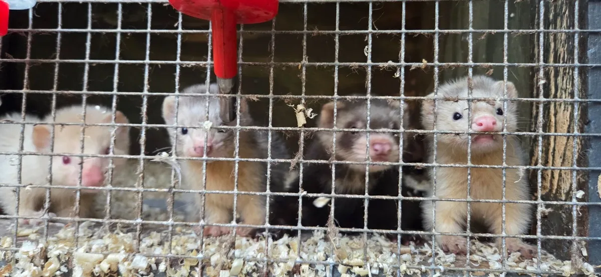 Ferrets - Image 4