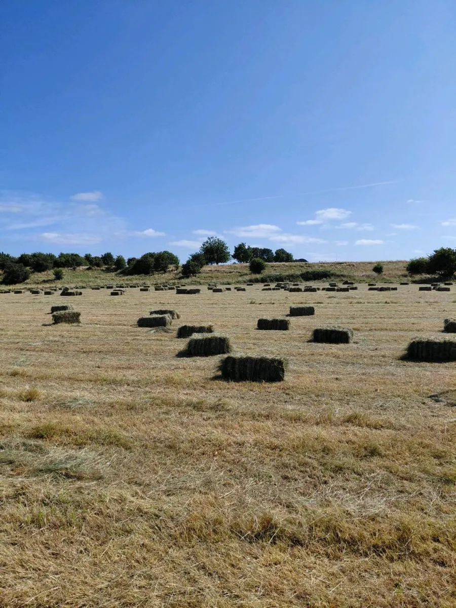 Square bales - Image 2
