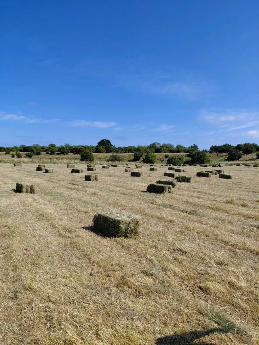 Square bales - Image 1
